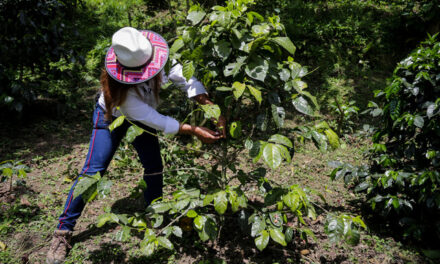 Mujeres caficultoras fortalecen su liderazgo con nueva alianza