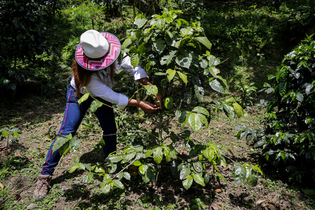 Mujeres caficultoras fortalecen su liderazgo con nueva alianza