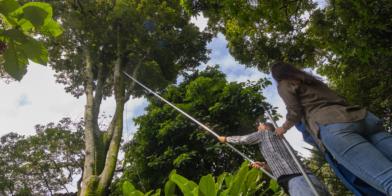 Descubren nueva especie de árbol en el Herbario de la Universidad de Antioquia