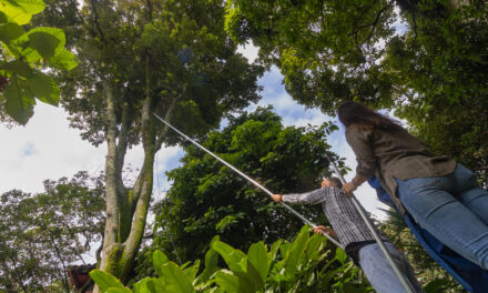 Descubren nueva especie de árbol en el Herbario de la Universidad de Antioquia