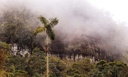 Cosmo Schools y Terrasos se unen para proteger el Bosque de Niebla en Antioquia