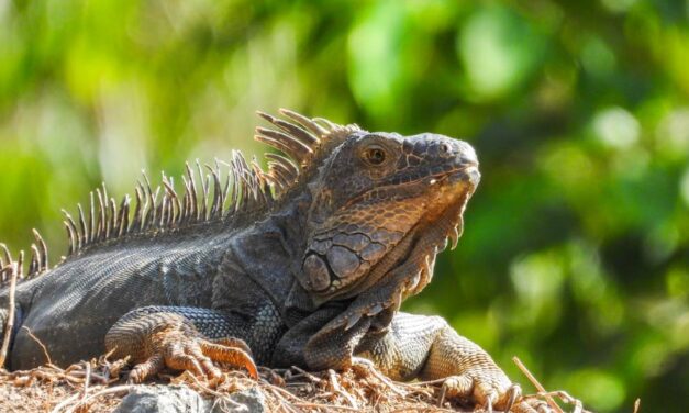 ComPasión Por La Vida Silvestre: la campaña del CIFFA que protege la biodiversidad durante Semana Santa 2025