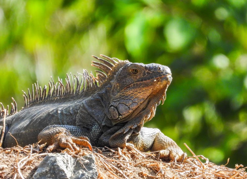 ComPasión Por La Vida Silvestre: la campaña del CIFFA que protege la biodiversidad durante Semana Santa 2025