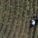 Acceso de pequeños agricultores al crécito es limitado: Contraloría