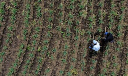 Acceso de pequeños agricultores al crécito es limitado: Contraloría