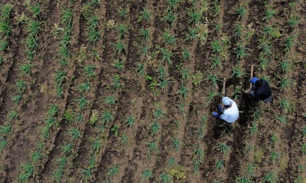 Acceso de pequeños agricultores al crécito es limitado: Contraloría