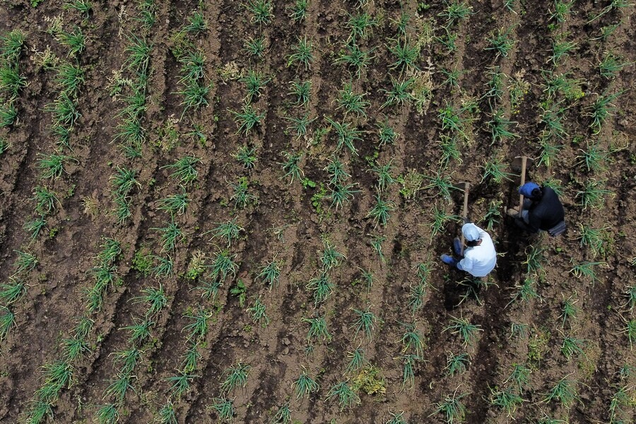Acceso de pequeños agricultores al crécito es limitado: Contraloría