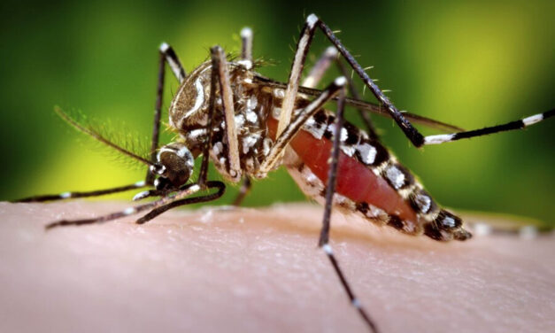 Costos asociados al dengue en Colombia ascienden a un billón