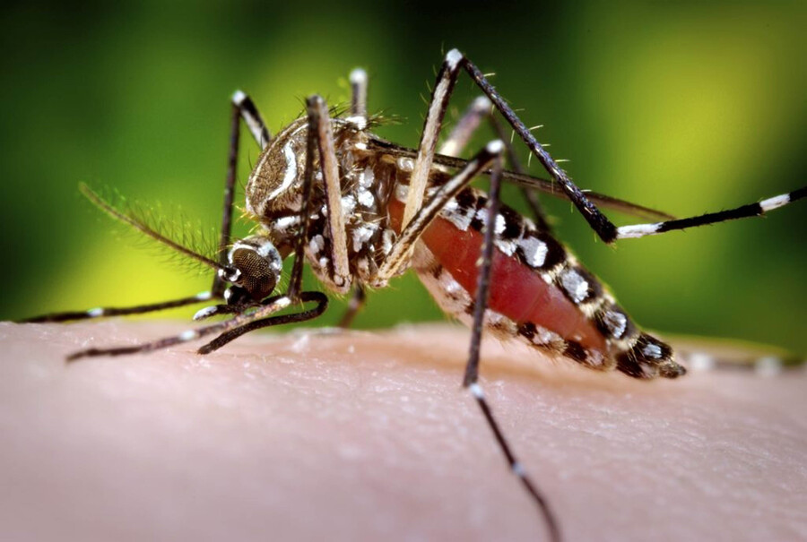 Costos asociados al dengue en Colombia ascienden a un billón