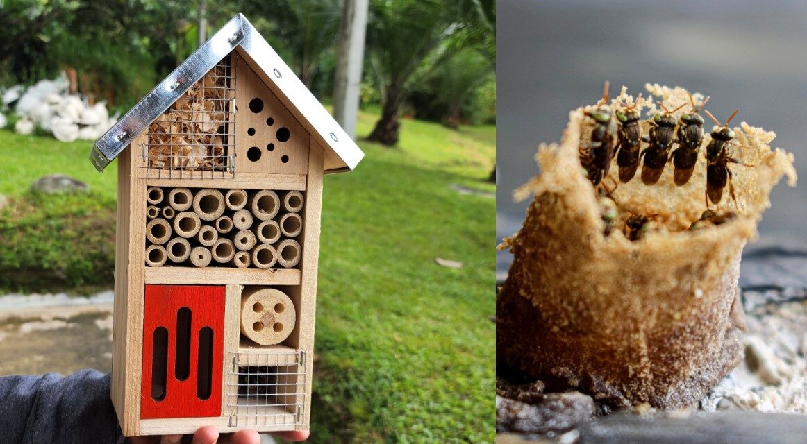 Hoteles para abejas: la Universidad de Medellín crea refugios para polinizadores y celebra su Día Mundial