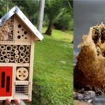 Hoteles para abejas: la Universidad de Medellín crea refugios para polinizadores y celebra su Día Mundial