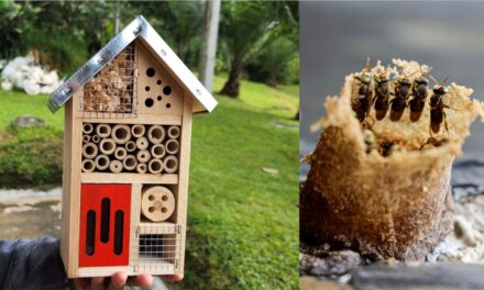 Hoteles para abejas: la Universidad de Medellín crea refugios para polinizadores y celebra su Día Mundial