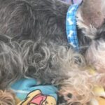 Judicializan dos personas por abandonar sus perros en Medellín