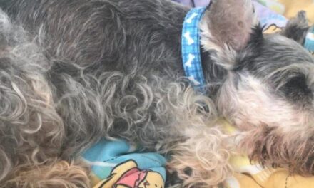 Judicializan dos personas por abandonar sus perros en Medellín