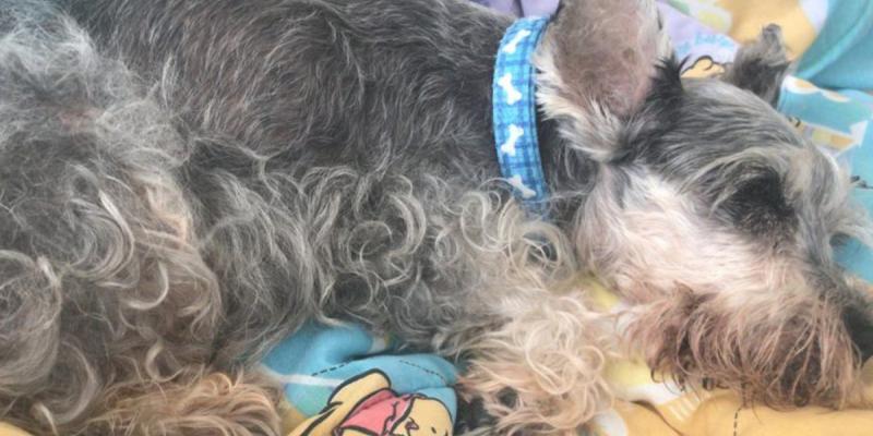 Judicializan dos personas por abandonar sus perros en Medellín