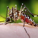 ‘Cartagena sin Dengue’: campaña de vacunación de la ANDI