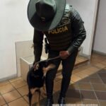 Judicializan a dos personas en Antioquia por abandonar a sus mascotas