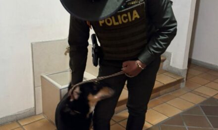 Judicializan a dos personas en Antioquia por abandonar a sus mascotas