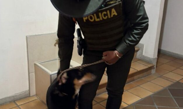 Judicializan a dos personas en Antioquia por abandonar a sus mascotas
