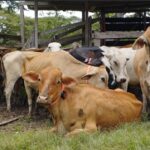 Proyecto piloto de Corantioquia reduce en un 99% las interacciones negativas entre felinos y humanos en Antioquia