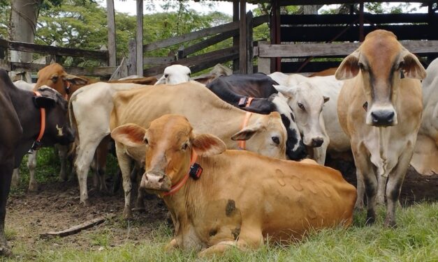 Proyecto piloto de Corantioquia reduce en un 99% las interacciones negativas entre felinos y humanos en Antioquia