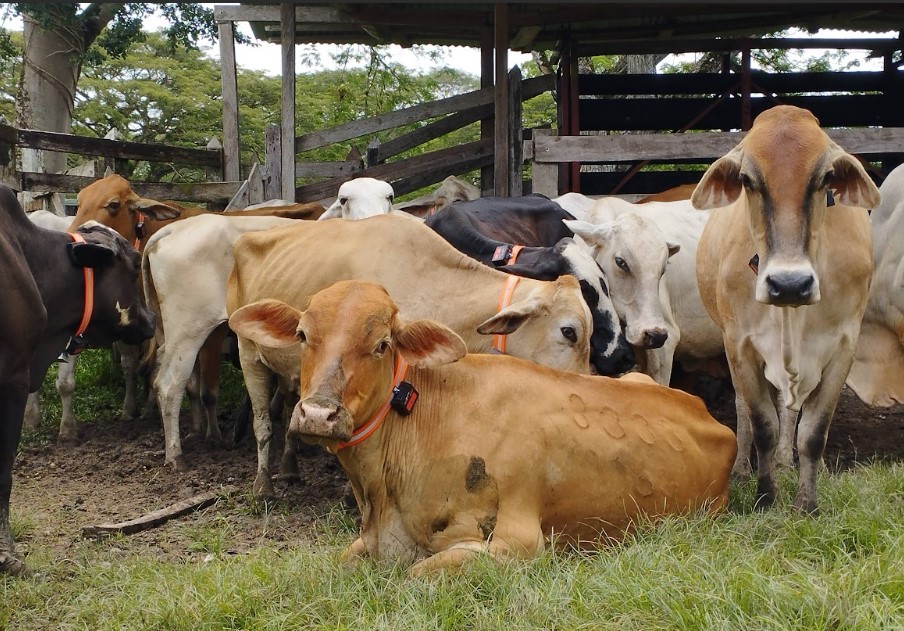 Proyecto piloto de Corantioquia reduce en un 99% las interacciones negativas entre felinos y humanos en Antioquia