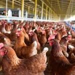 Ara, Olímpica y D1, mal calificadas por estudio sobre bienestar animal en venta de huevos