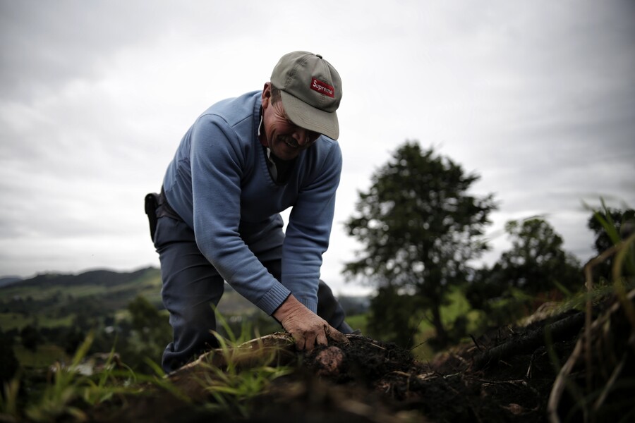 Gobierno presenta hoja de ruta para fortalecer el cultivo de papa en Boyacá
