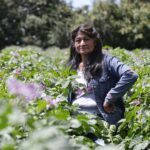 Café, aguacate y aceite de palma impulsan las exportaciones