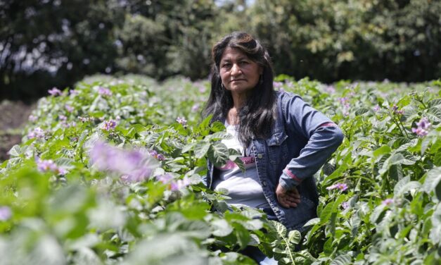 Café, aguacate y aceite de palma impulsan las exportaciones