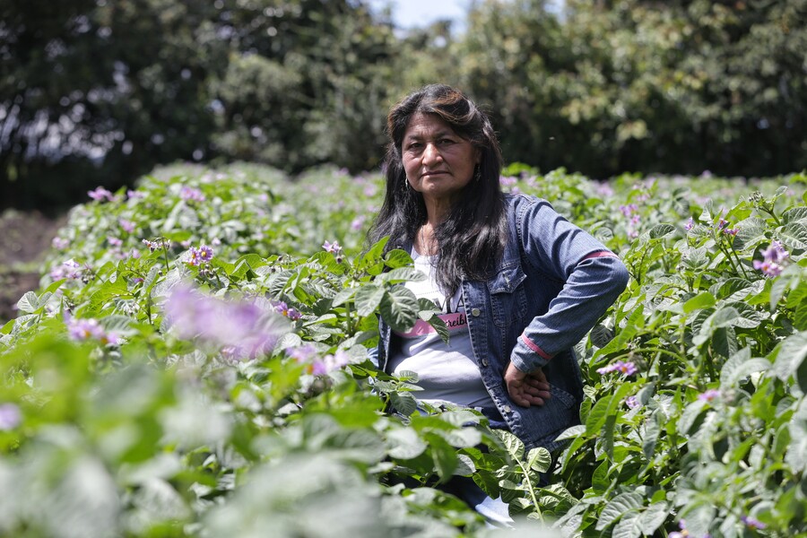 Café, aguacate y aceite de palma impulsan las exportaciones