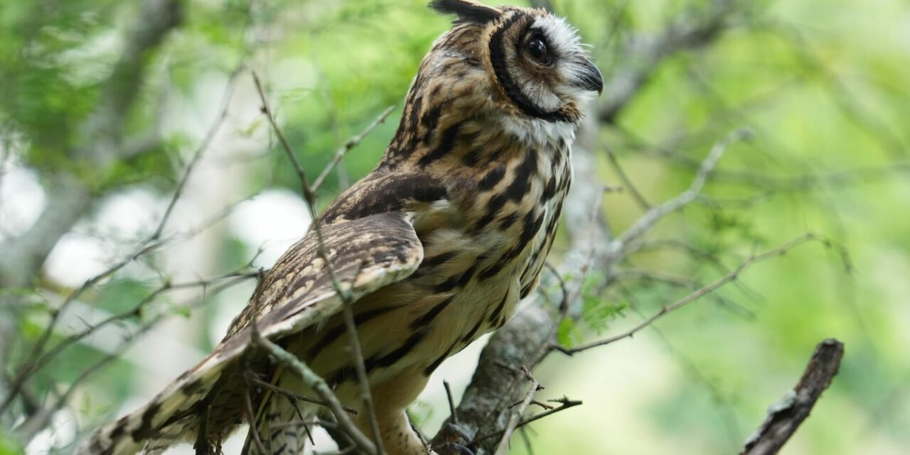 Corantioquia libera 18 animales silvestres en el occidente de Antioquia