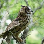 Corantioquia libera 18 animales silvestres en el occidente de Antioquia