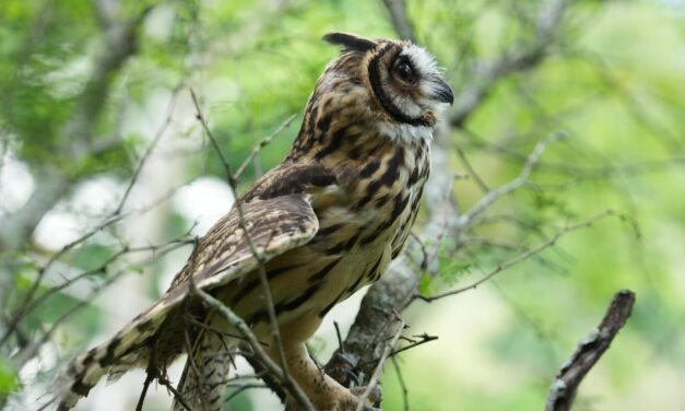 Corantioquia libera 18 animales silvestres en el occidente de Antioquia