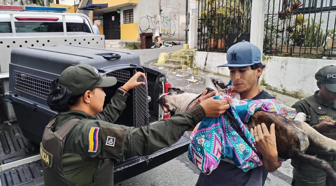 ¿Cómo denunciar el maltrato animal en Medellín? Estas son las rutas activas de atención