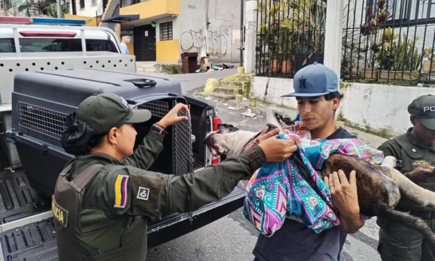 ¿Cómo denunciar el maltrato animal en Medellín? Estas son las rutas activas de atención