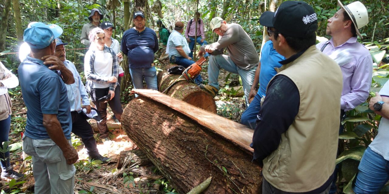 FEDEMADERAS impulsa uso de madera legal en Colombia