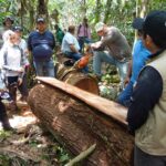 FEDEMADERAS impulsa uso de madera legal en Colombia