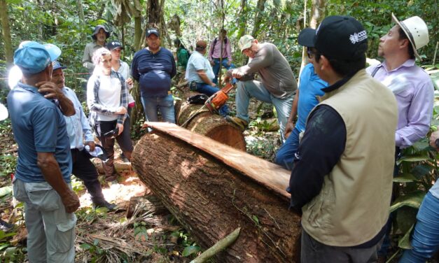 FEDEMADERAS impulsa uso de madera legal en Colombia