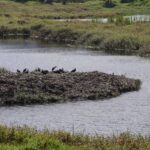 Minambiente celebra ley para proteger humedales en Colombia