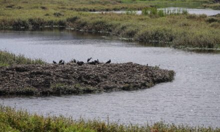 Minambiente celebra ley para proteger humedales en Colombia