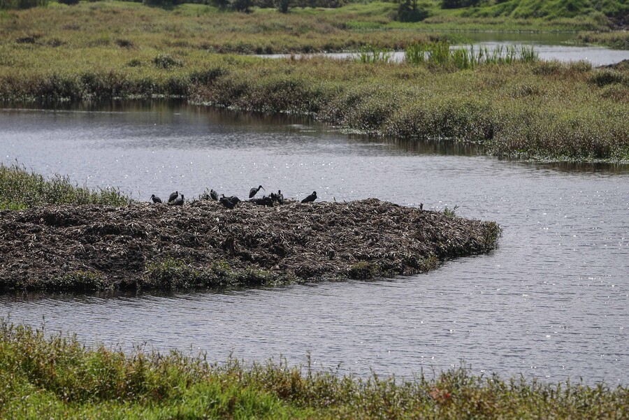 Minambiente celebra ley para proteger humedales en Colombia