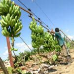 Los pagos de Chiquita Brands que financiaron el paramilitarismo