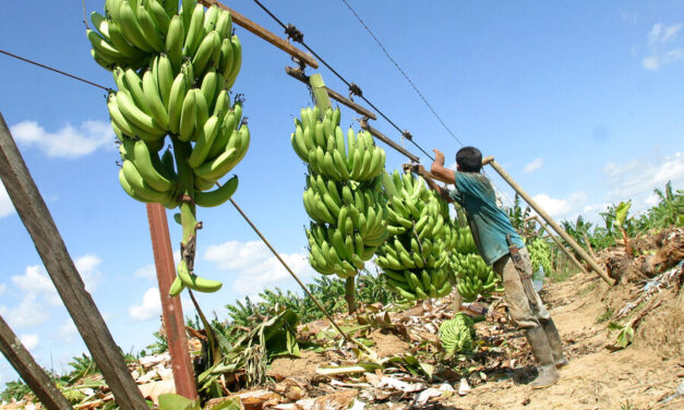 Los pagos de Chiquita Brands que financiaron el paramilitarismo
