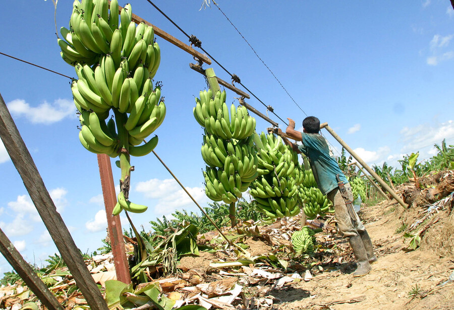 Los pagos de Chiquita Brands que financiaron el paramilitarismo