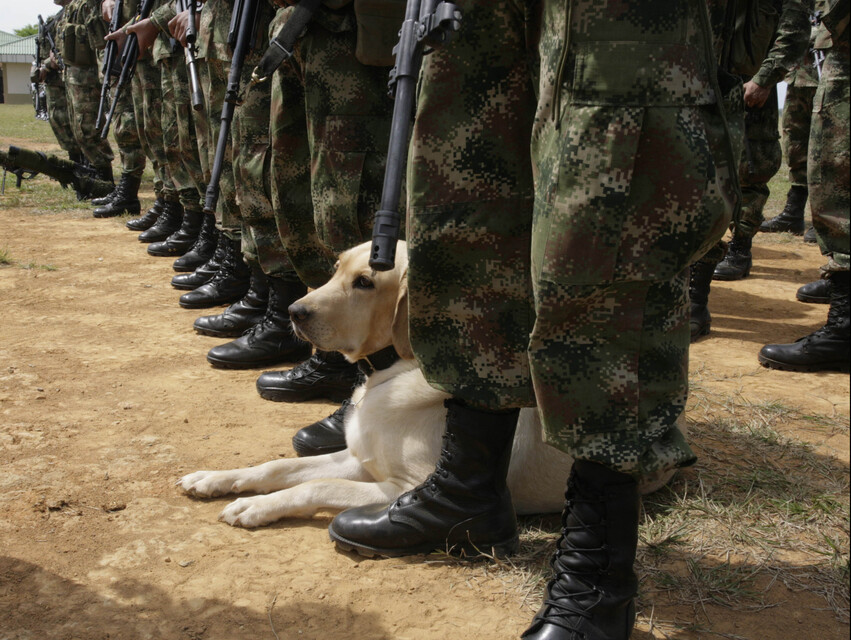 Ejercito abrió investigación por denuncias de militares consumiendo drogas