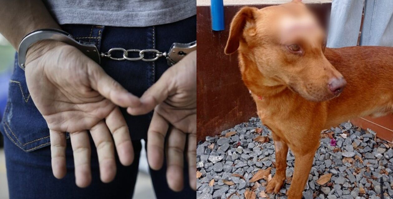 Condenan a un hombre en Medellín por lesionar con arma cortante al perro de su vecina