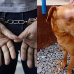 Condenan a un hombre en Medellín por lesionar con arma cortante al perro de su vecina
