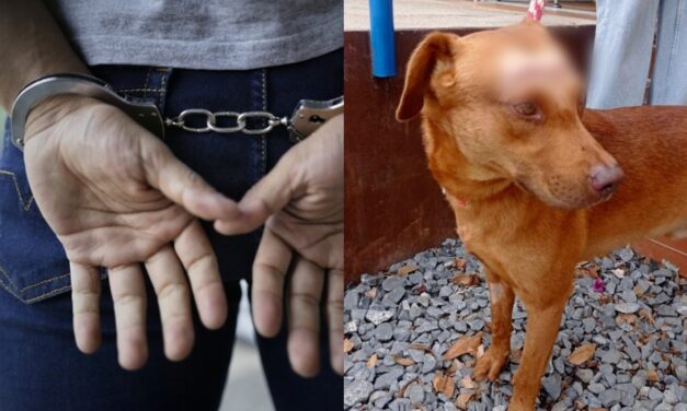 Condenan a un hombre en Medellín por lesionar con arma cortante al perro de su vecina