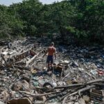 El programa brasileño para rastrear el ganado será vital para combatir la deforestación